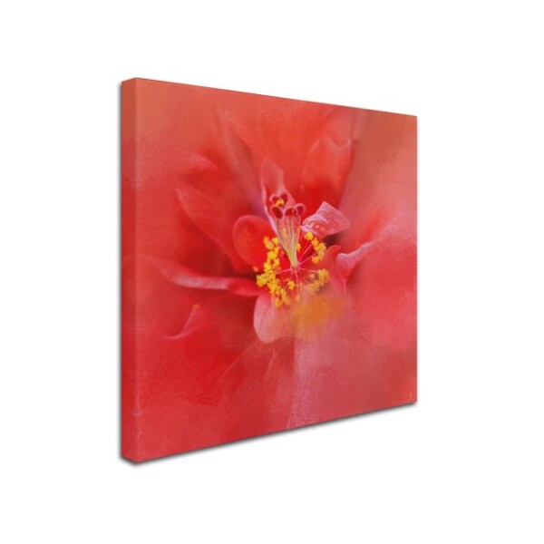 Jai Johnson 'Salmon Hibiscus 1' Canvas Art,14x14